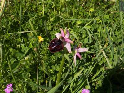 Scopriamo poi anche delle Ophrys sipontensis, caratterizzate anch�esse dal rosa, ma dal labello scuro